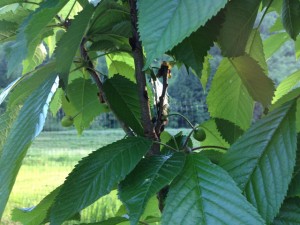 Black Tartarian Cherry