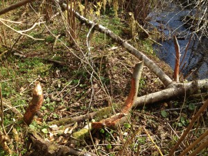 beaversignSM