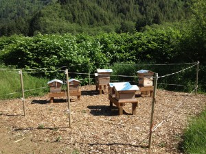 apiary_new_SM