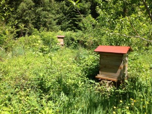 apiary_old_SM